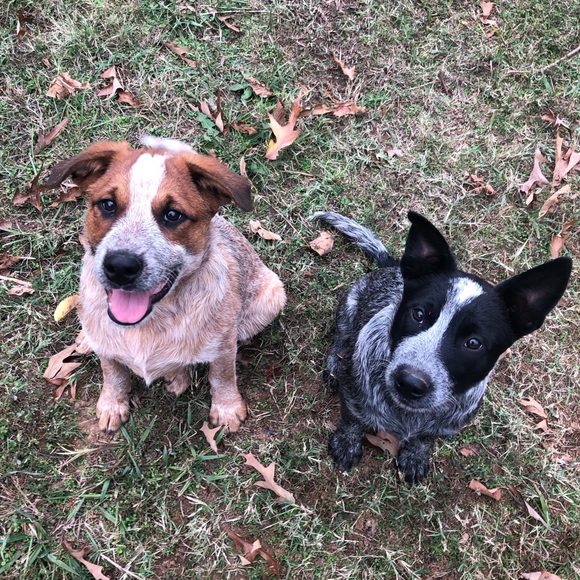 Meet your Posher, Kenzie - Picture 7 of 7